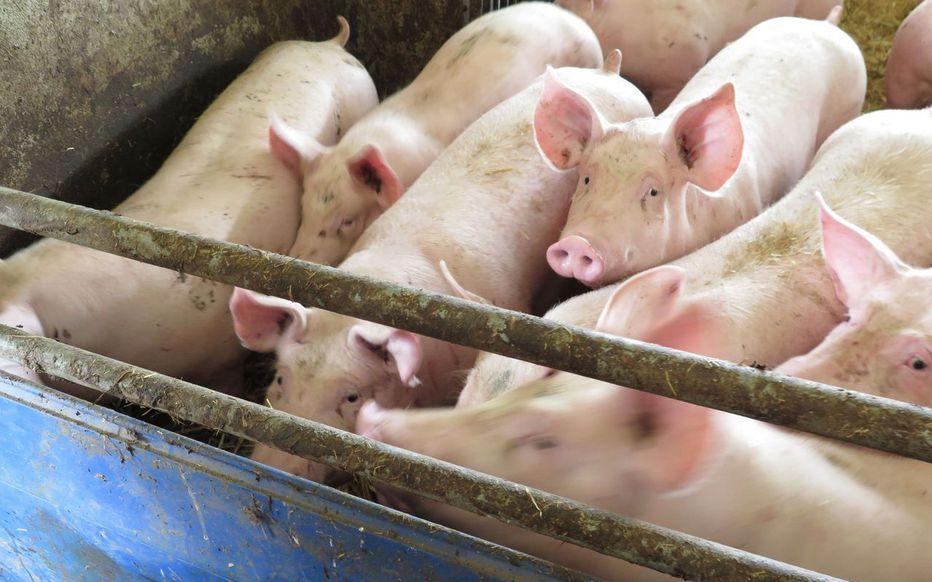  De 2011 à 2018, 30 000 prélèvements nasaux ont été réalisés sur des porcs dans les abattoirs de 10 provinces chinoises et dans un hôpital vétérinaire (illustration). 